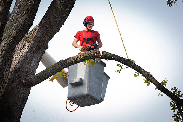 How Our Tree Care Process Works  in  Kaysville, UT